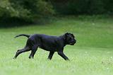 CANE CORSO 1218
